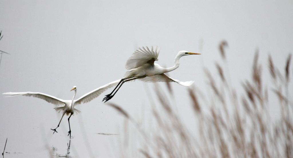 Grote zilverreiger